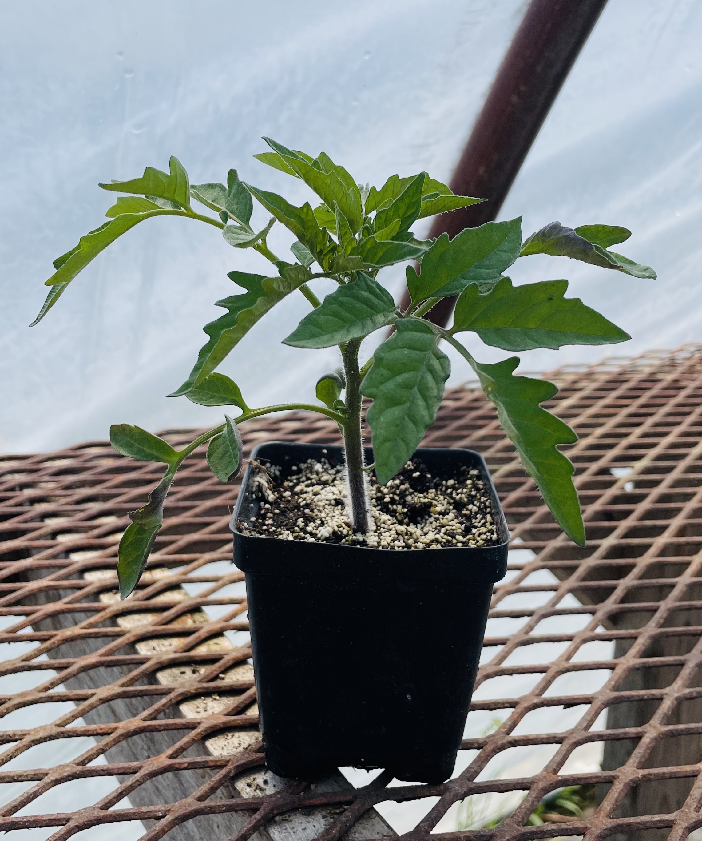 Tomato- Washington Cherry Tomato Plant - WM FarmLink