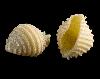 Pasta Shell (medium) Slow Dried Semolina Artisan Pasta