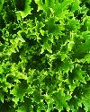 Lettuce, Green Leaf