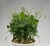 PREORDER -Organic Pea Shoots with Tendrils LIVING MICRO GREENS