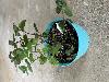 Mint Mix Planter *Last Week*