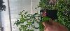 Tomato - La Roma - 3" pot