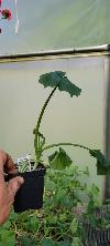 Zucchini - 3" pot