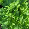 Ice Queen Lettuce