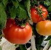 Red Slicing Tomatoes