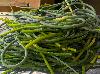 Garlic Scapes