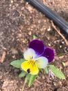 Viola flowers - 1 dozen